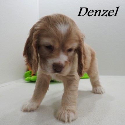 puppy, for, sale, Cocker Spaniel, Joe & Cherri  Overlease, dog, breeder, Miller, MO, dog-breeder, puppy-for-sale, forsale, nearby, find, puppyfind, locator, puppylocator, aca